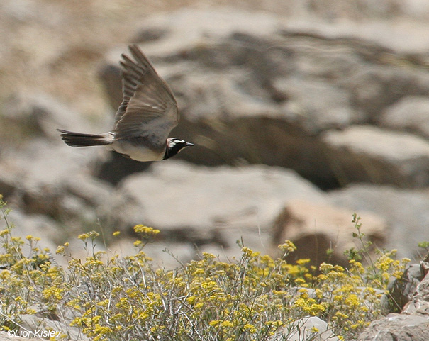  צחיחנית החרמון  Horned Lark  Eremophila alpestris                             הר החרמון ,יוני 2008.צלם:ליאור כסלו